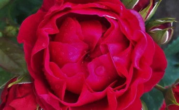 Trandafir teahibrid Ascot C4H